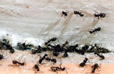 Καταπολέμηση Μυρμηγκιών