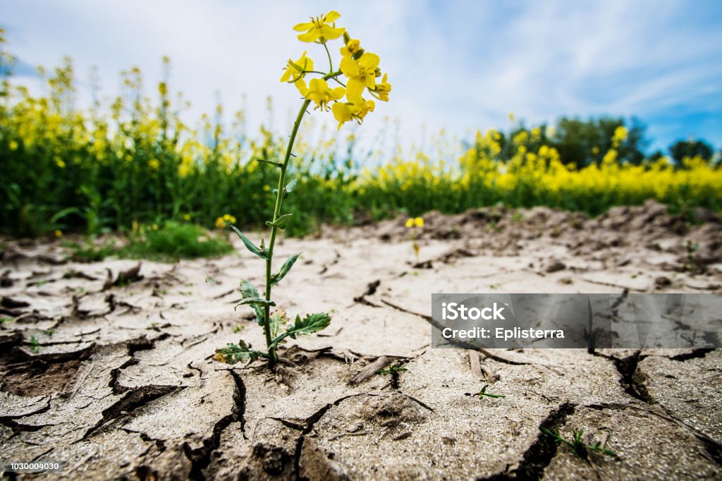 Οι Επιπτώσεις της Κλιματικής Αλλαγής: Προκλήσεις και Ευκαιρίες για την Ανθρωπότητα